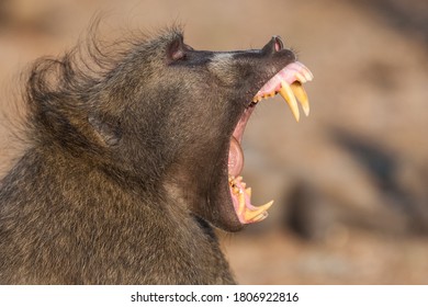 A Large Male Baboon showing off his impressive teeth and massive canines. 