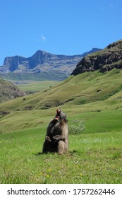 Large Male baboon sitting yawning with big teeth with mountain view behind him