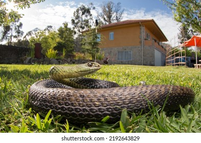 Large male bastard snake (Malpolon monspessulanus) in a rural environment, where it cohabits with humans, helping to control rodents.
