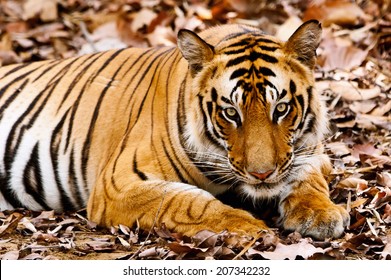 Large Male Bengal Tiger In Bandhavgarh National Park, India