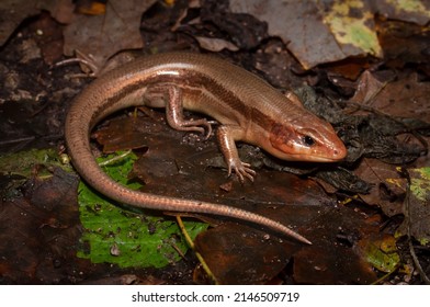 Large Male Broadhead Skink Field Guide Photo