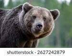 Large male brown bear portrait, the king of taiga