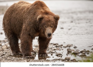 Grizzly Bear Alaska Katmai National Park Stock Photo 1245572716 ...