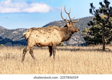 A large male bull elk during rut season near Estes Park in Rocky Mountain National Park Colorado - Powered by Shutterstock