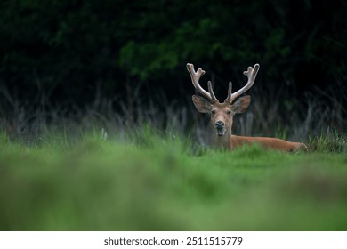 Large male eastern swamp deer with newly grown antlers chewing cud while resting on the ground at Burapahar range of Kaziranga National Park, Assam, India - Powered by Shutterstock