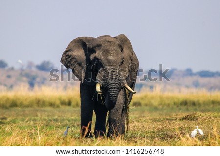 Large male elephant in okavango delta, Botswana