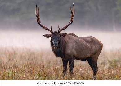 Large Male Elk With Grand Head Of Antliers On Misty Morning.