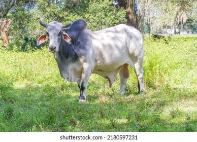 Large Male Free Range Zebu Cattle - Bos Taurus Indicus  - Used As Draught And Riding Animals, Dairy Cattle, As Well As For Byproducts Such As Hides, Dung For Fuel And Manure, And Horn For Knife Handle