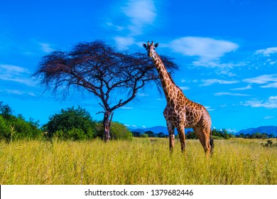 A large male giraffe in Ruaha National Park