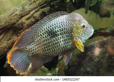 293 Green terror cichlid Images, Stock Photos & Vectors | Shutterstock