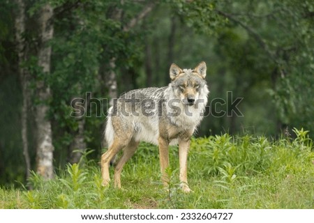 Large male grey wolf looing for enemies in the forest