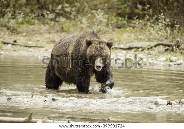 Large Male Grizzly Bear Combs River Stock Photo 399501724 | Shutterstock