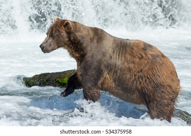 large male grizzly bear standing in fast moving water below a waterfall fishing for salmon