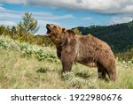 Large male grizz;y bear roaring definance on Montana hillside