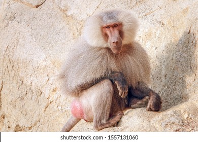 A Large Male Hamadryas Baboon