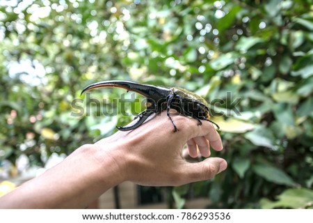 A large male hercules beetle (Dynastes hercules), beetle on male hand