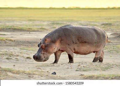 Large male hippo walking on sandy soil with green grass in the backgound at Amboseli National Park in Kenya. (Hippopotamus amphibius)