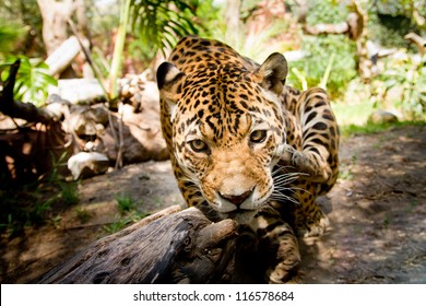 Large Male Jaguar Jumping Towards Camera