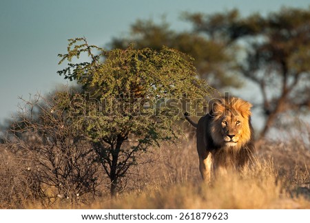 Large male lion in Kgalagadi National Park 