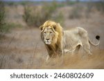 large male lion looking toward camera - walking in long grass