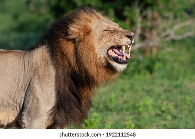 Large Male Lion Performing Flehmen Response Stock Photo 1922112548 ...