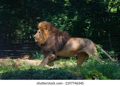 Large Male Lion Running Across Field Stock Photo 2197746345 | Shutterstock