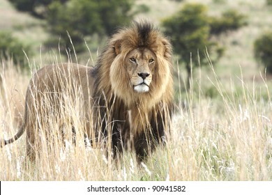 A large male lion standing alert in thick grass veld