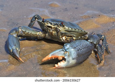 A Large Male Mud Crab With Blue Spots On Its Claws And Legs, And Red Eyes. The Crustacean Is Standing In Shallow Water In Wet Sand On The Beach. 