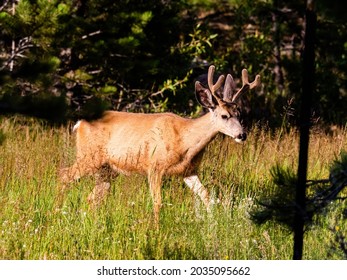 5,616 Male Mule Deer Images, Stock Photos & Vectors | Shutterstock