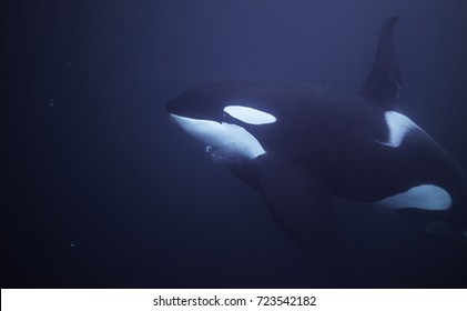 Large Male Orca Feeding On Herring, Kaldfjord Area, Northern Norway.