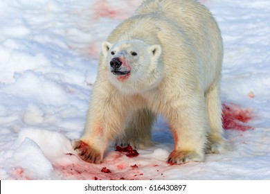 large-male-polar-bear-covered-260nw-616430897.jpg