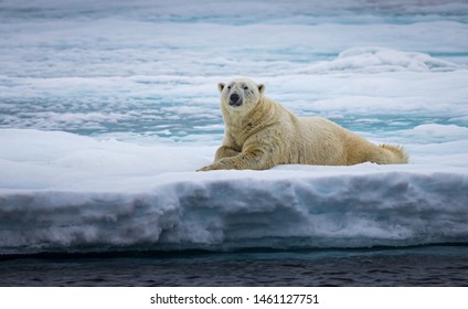 Large Male Polar Bear Laying On Ice In Artic