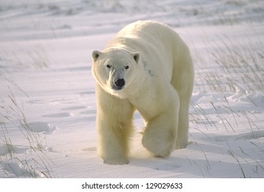 Large male polar bear on Arctic tundra