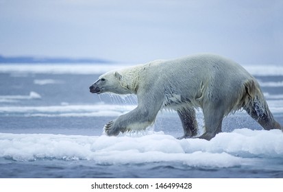 Polar Bear Running: Over 232 Royalty-Free Licensable Stock Photos ...