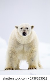 A large male polar bear stares at the boat in the Arctic