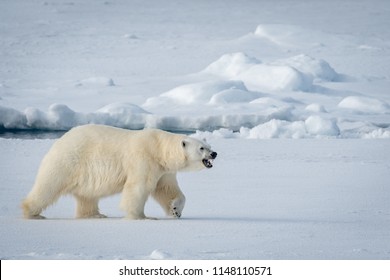 Large Male Polar Bear Walking On Arctic Ocean Ice Floe And Growling