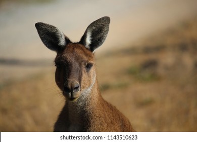 Large Male Red Kangaroo