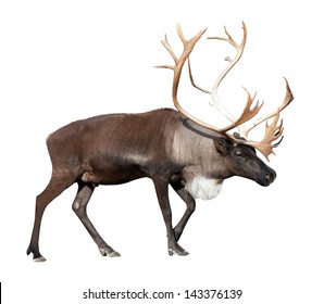 Large male reindeer. Isolated over white
