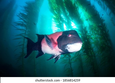 A large male sheephead swims through a beautiful underwater kelp forest in southern California’s Channel Islands - Powered by Shutterstock