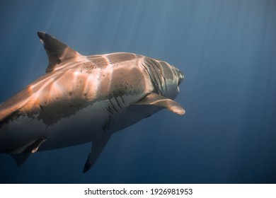 Large Male White Shark In Guadalupe Island 