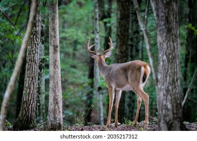 A large male white tailed deer looking away from the camera. He is in the Appalachian mountains of Virginia. The antlers are still in velvet in the summer.
