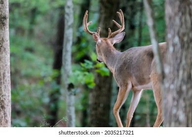 A large male white tailed deer in the Appalachian mountains of Virginia.  He is looking away from the camera. The antlers are still in velvet in the summer.