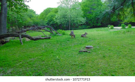 Large Mammals Sharing Ecosystem Boar Wilderbee Stock Photo 1072771913 