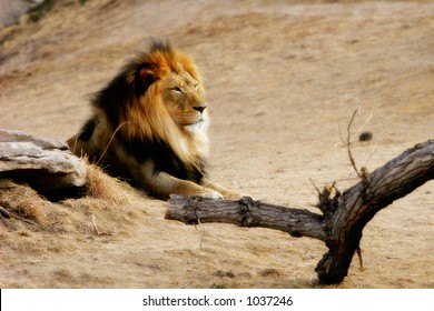 A large maned Lion rests beside a rock in golden sunset light at a big city zoo, captive setting.