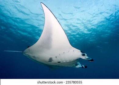 A Large Manta Ray Hovers Above A Group Of Divers In The Komodo National Park (Indonesia)