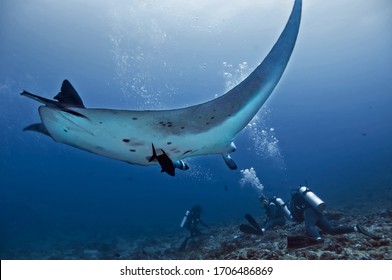 A Large Manta Ray Hovers Over A Group Of Divers In The Maldives. A Strong Current Causes Divers To Cling To Rocks On The Bottom.