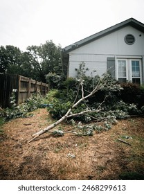 Large maple tree branch fallen off by front yard curbside landscaping house damaged by strong wind heavy storm in Dallas, Texas, home insurance claim concept, severe weather, tornado, hurricane. USA