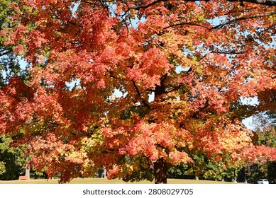 Large maple tree covered in vibrant red and orange autumn leaves in a sunny park.