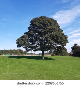 Large maple tree ( latin name Acer ) is a genus of trees and shrubs commonly known as maples. The genus is placed in the family Sapindaceae in Lewsey park and gardens in Luton, Bedfordshire, England