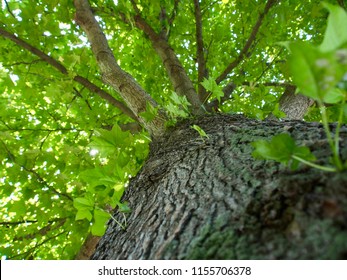 A large maple tree looking up from the bottom